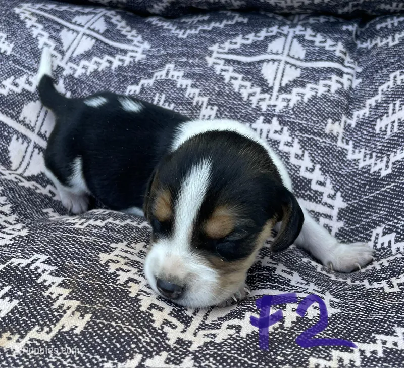 Macy, a female Beagle for sale in Athens, GA – Photo 1 of 3
