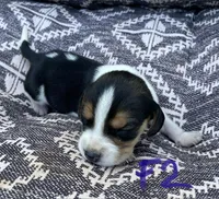 Macy, a female Beagle for sale in Athens, GA – Photo 1 of 3