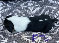 Macy, a female Beagle for sale in Athens, GA – Photo 3 of 3