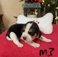 Sambo, a male Beagle for sale in Athens, GA – Photo 1 of 4