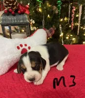 Sambo, a male Beagle for sale in Athens, GA – Photo 2 of 4