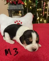 Sambo, a male Beagle for sale in Athens, GA – Photo 3 of 4