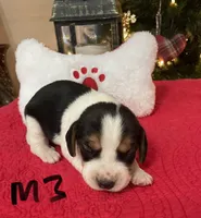 Sambo, a male Beagle for sale in Athens, GA – Photo 4 of 4