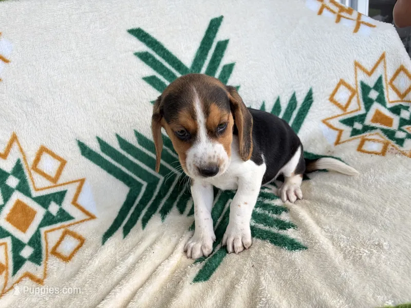 Harley – Beagle puppy for sale in Athens, GA