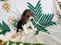 Hoss, a male Beagle for sale in Athens, GA – 2 of 3