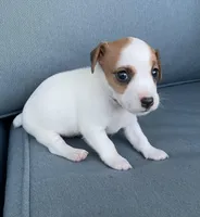 Sassy, a female Jack Russell Terrier for sale in Athens, GA – Photo 3 of 3