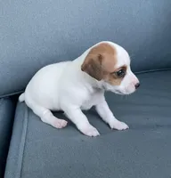 Sassy, a female Jack Russell Terrier for sale in Athens, GA – Photo 2 of 3