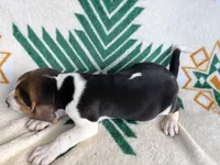 Harley, a male Beagle for sale in Athens, GA – 4 of 4