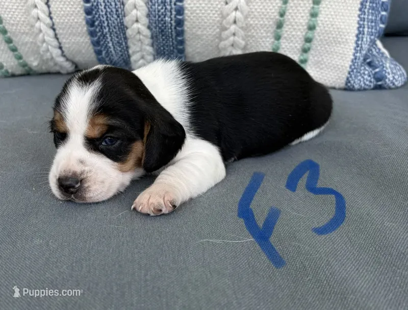 Daisy – Beagle puppy for sale in Athens, GA