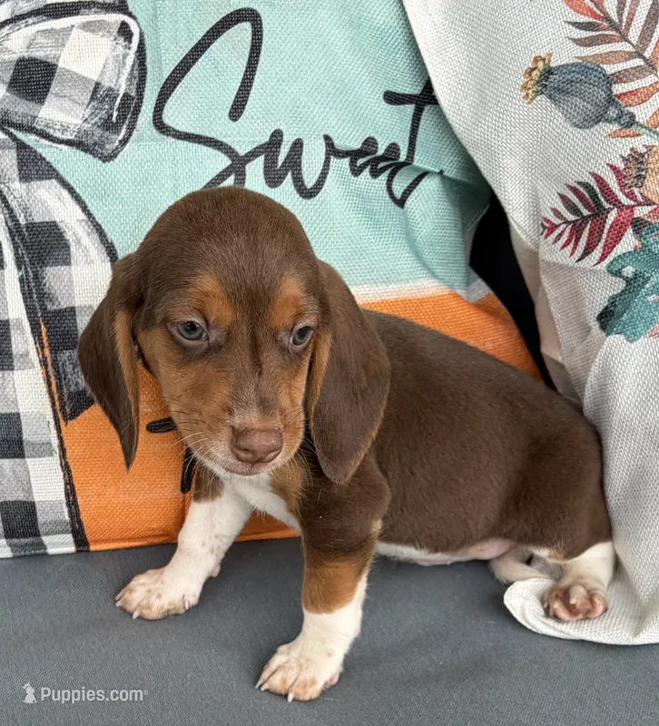 Leo – Beagle puppy for sale in Athens, GA