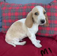 Ace, a male Beagle for sale in Athens, GA – Photo 2 of 2