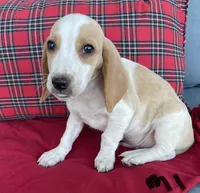 Ace, a male Beagle for sale in Athens, GA – Photo 1 of 2