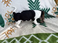 Harry, a male Beagle for sale in Athens, GA – 2 of 2