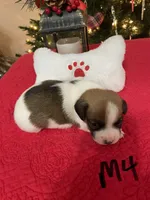 Comet, a male Jack Russell Terrier for sale in Athens, GA – Photo 6 of 6