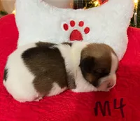 Comet, a male Jack Russell Terrier for sale in Athens, GA – Photo 3 of 6