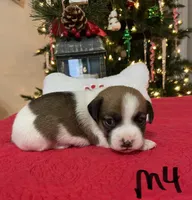 Comet, a male Jack Russell Terrier for sale in Athens, GA – Photo 2 of 6