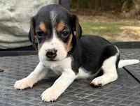 Lily, a female Beagle for sale in Athens, GA – 1 of 4