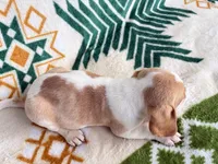 Haley, a female Beagle for sale in Athens, GA – 2 of 4