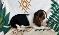Ella, a female Beagle for sale in Athens, GA – 3 of 3