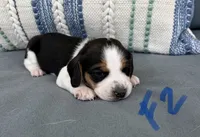 Dolly, a female Beagle for sale in Athens, GA – 1 of 3