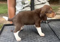 Leo, a male Beagle for sale in Athens, GA – 3 of 5