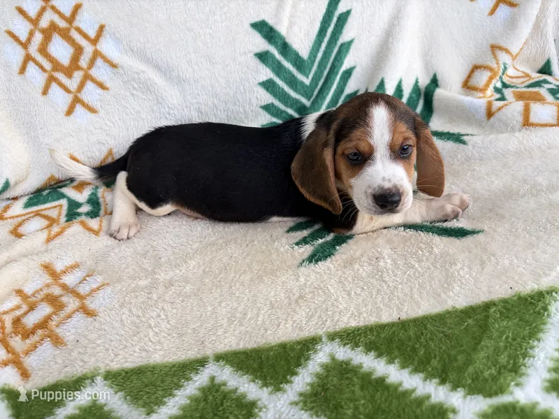 Ringo – Beagle puppy for sale in Athens, GA