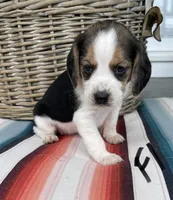 Rose, a female Beagle for sale in Athens, GA – Photo 1 of 3