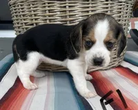 Rose, a female Beagle for sale in Athens, GA – Photo 2 of 3