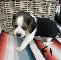 Rose, a female Beagle for sale in Athens, GA – Photo 3 of 3