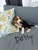 Dolly, a female Beagle for sale in Athens, GA – 2 of 3