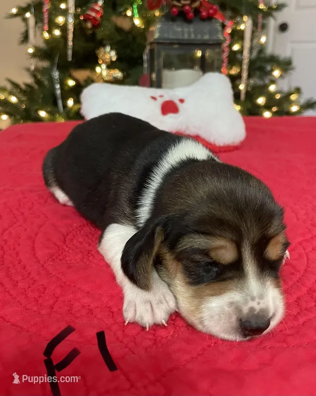 Sage, a female Beagle for sale in Athens, GA – Photo 1 of 4