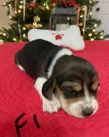 Sage, a female Beagle for sale in Athens, GA – Photo 1 of 4