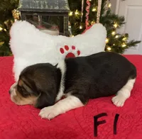 Sage, a female Beagle for sale in Athens, GA – Photo 2 of 4