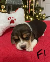 Sage, a female Beagle for sale in Athens, GA – Photo 3 of 4