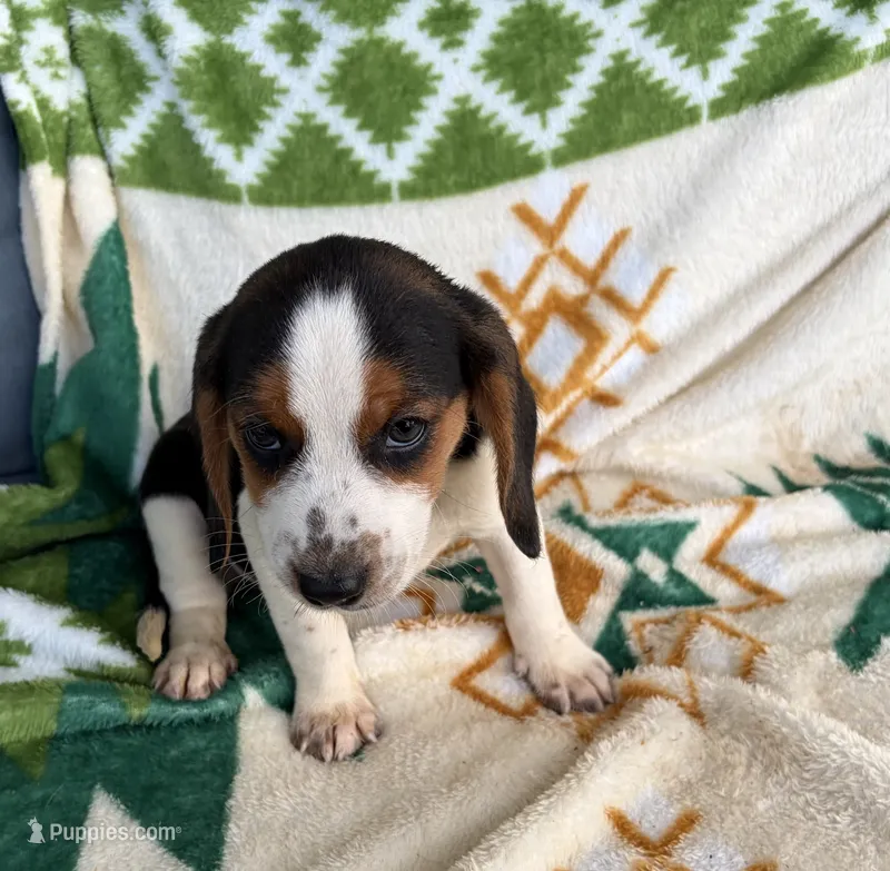 Sassy – Beagle puppy for sale in Athens, GA