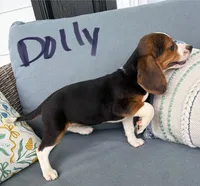 Dolly, a female Beagle for sale in Athens, GA – 3 of 3