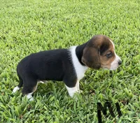 Mason, a male Beagle for sale in Athens, GA – Photo 4 of 4