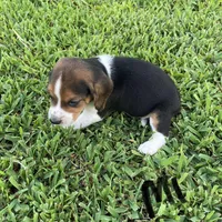 Mason, a male Beagle for sale in Athens, GA – Photo 3 of 4