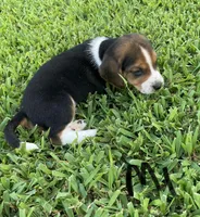 Mason, a male Beagle for sale in Athens, GA – Photo 2 of 4