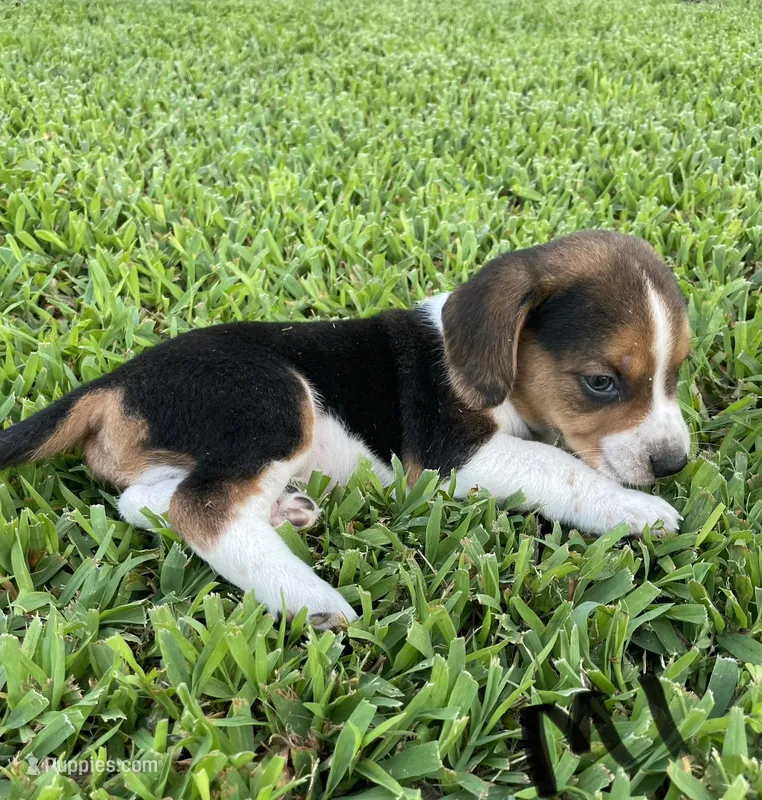 Mason, a male Beagle for sale in Athens, GA – Photo 1 of 4