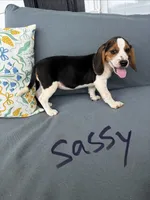 Sassy, a female Beagle for sale in Athens, GA – 2 of 7