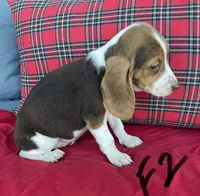 Sassy, a female Beagle for sale in Athens, GA – Photo 2 of 3