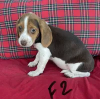 Sassy, a female Beagle for sale in Athens, GA – Photo 1 of 3