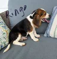 Ringo, a male Beagle for sale in Athens, GA – 2 of 3
