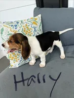 Harry, a male Beagle for sale in Athens, GA – 2 of 4
