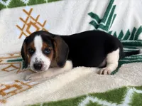Sassy, a female Beagle for sale in Athens, GA – 6 of 7