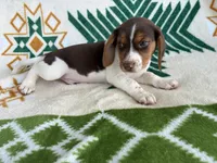 Hank, a male Beagle for sale in Athens, GA – 2 of 2