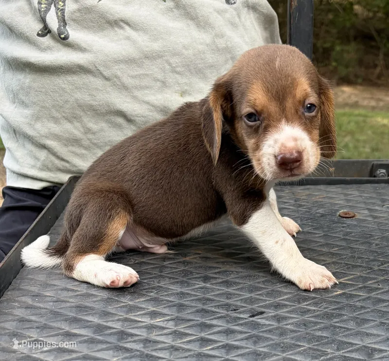Buddy – Beagle puppy for sale in Athens, GA