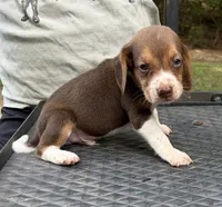 Buddy, a male Beagle for sale in Athens, GA – 1 of 4