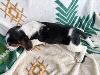 Remi, a male Beagle for sale in Athens, GA – 3 of 5